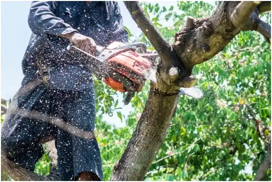 tree services Sugar Grove